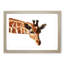 Geometric Giraffe in Abstract - Framed Print-55727025-55727028