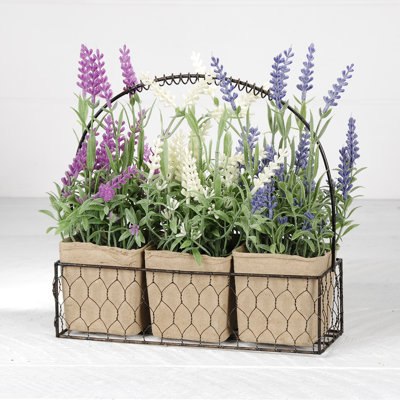 Delphinium Arrangement in Pot