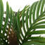100cm Plant