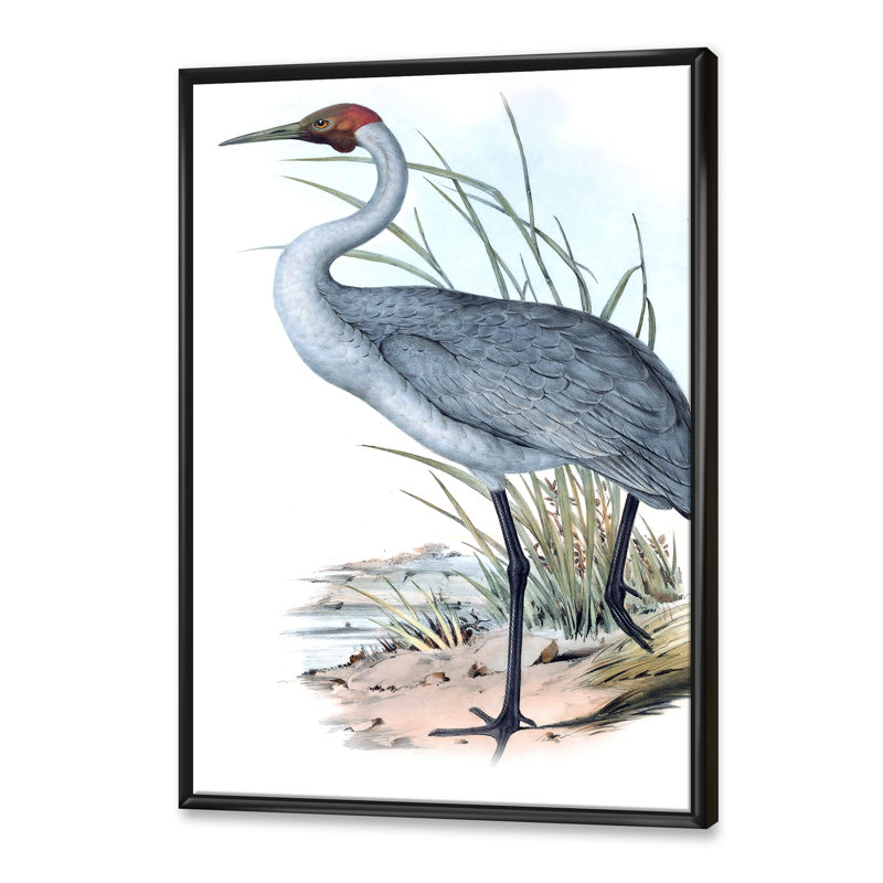 «Vintage Australian Birds V», impression sur toile, H 32 po x l 24 po x P 1 po, Cadre noir