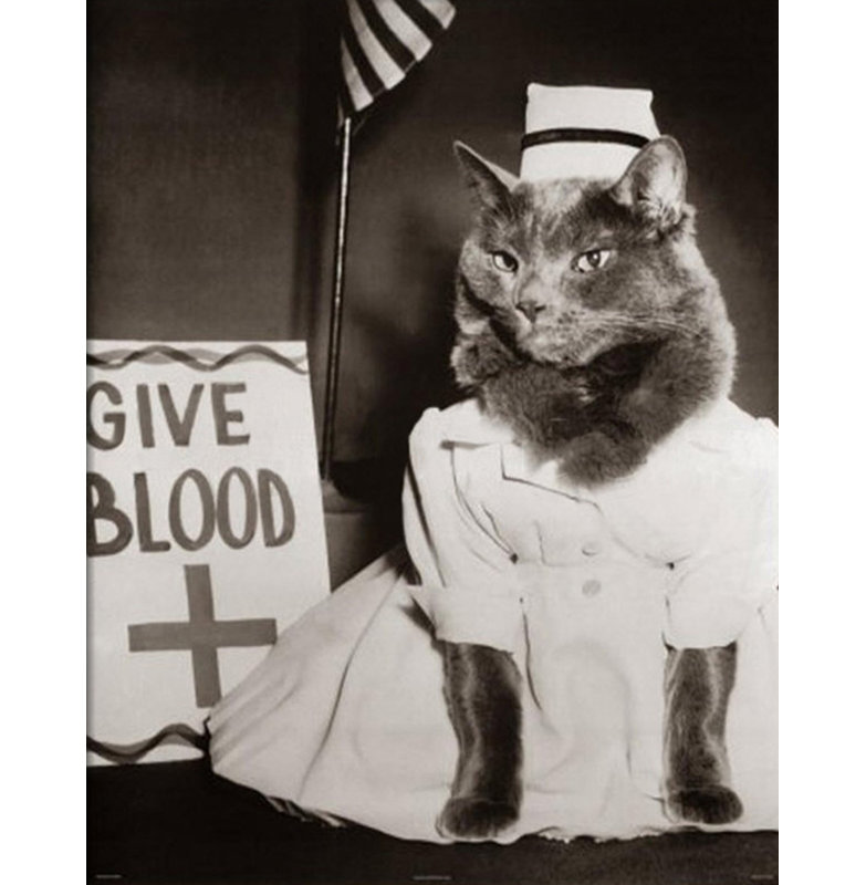 Nurse Kitty Blood Drive, 24" H x 19" W