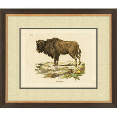 Bison 2 Print
