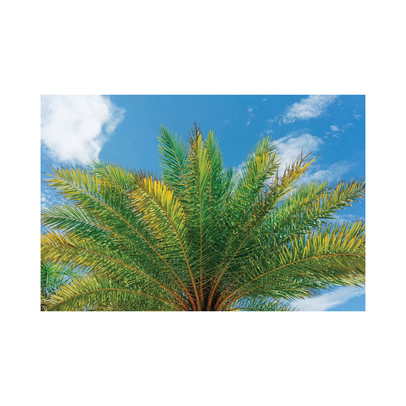 Florida Palm by Bethany Young - Print on Canvas, 30.48cm H x 45.72cm W x 1.91cm D, Wrapped Canvas