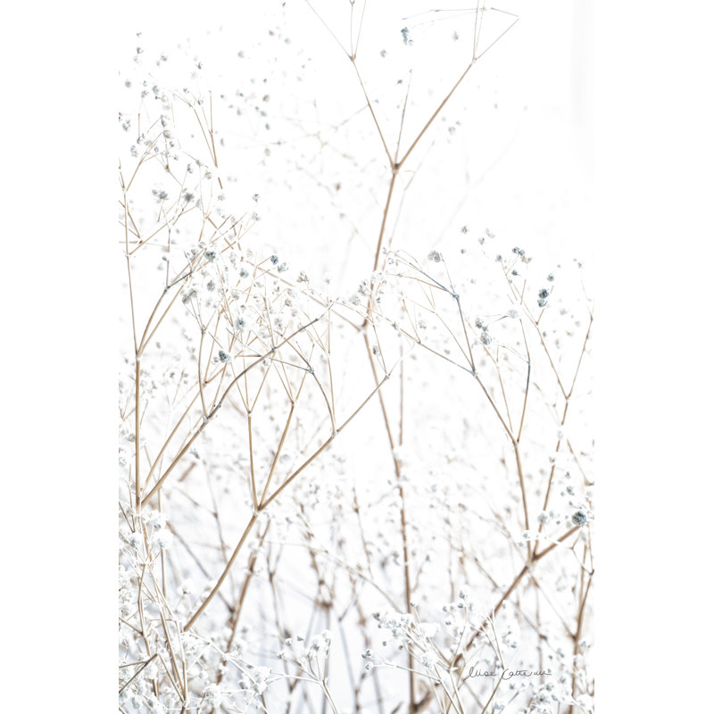 " Gypsophila ", Silver Single Picture Framed, Yes, 18" H x 12" W