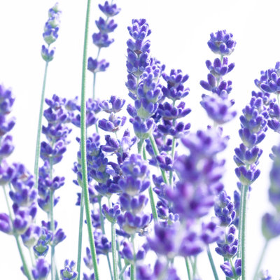 " Fresh Lavender 1 "