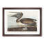 A Brown Pelican by John Audubon - Framed Print-55457816-55457819