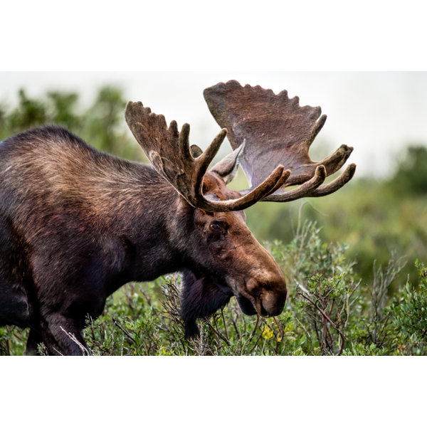 Natur Pur Colourado Bull Moose by Matt Dirksen Wrapped Canvas Art