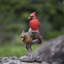  Red Cardinal Couple on branch | Handcrafted Decorative Bird Statue for Home & Garden | Premium Polyresin, Weather-Resistant Indoor/Outdoor Decor
