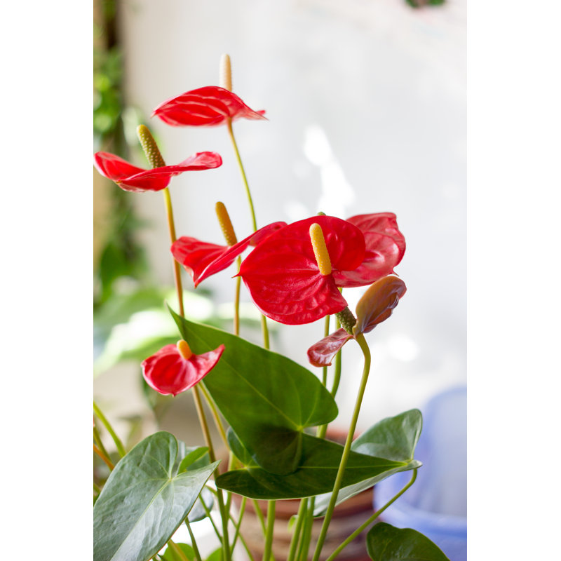 Lauden Red Anthurium Flowers - Wrapped Canvas Print, 46cm H x 30cm W x 3.8cm D