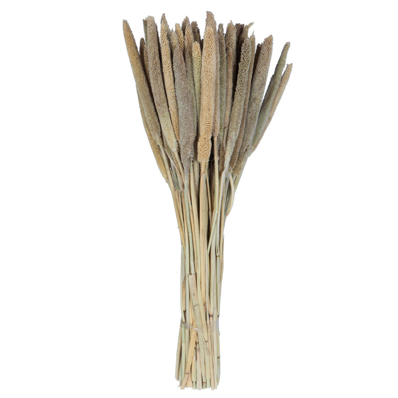 1'' Plant