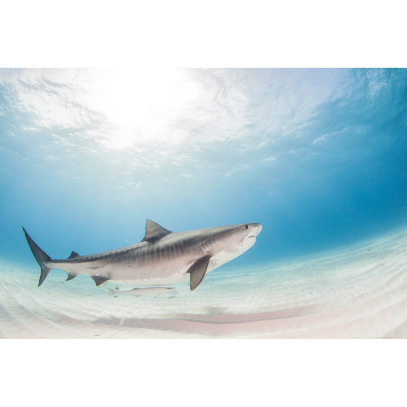 Tiger Shark by Divepic - Wrapped Canvas Print, 51cm H x 76cm W x 3.8cm D