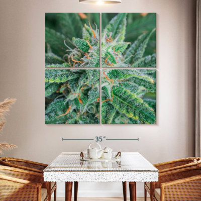 Cannabis Blossom