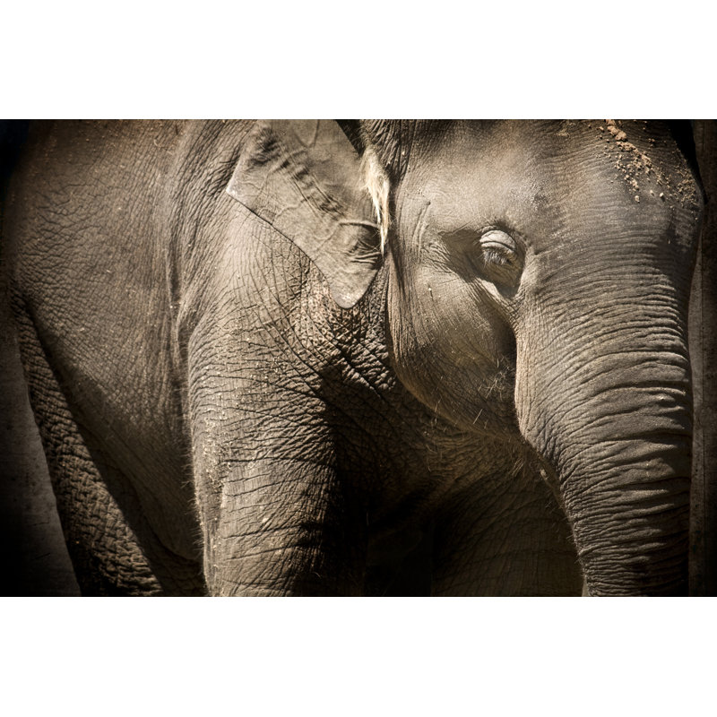 Elephant 93098106, 81cm H x 122cm W