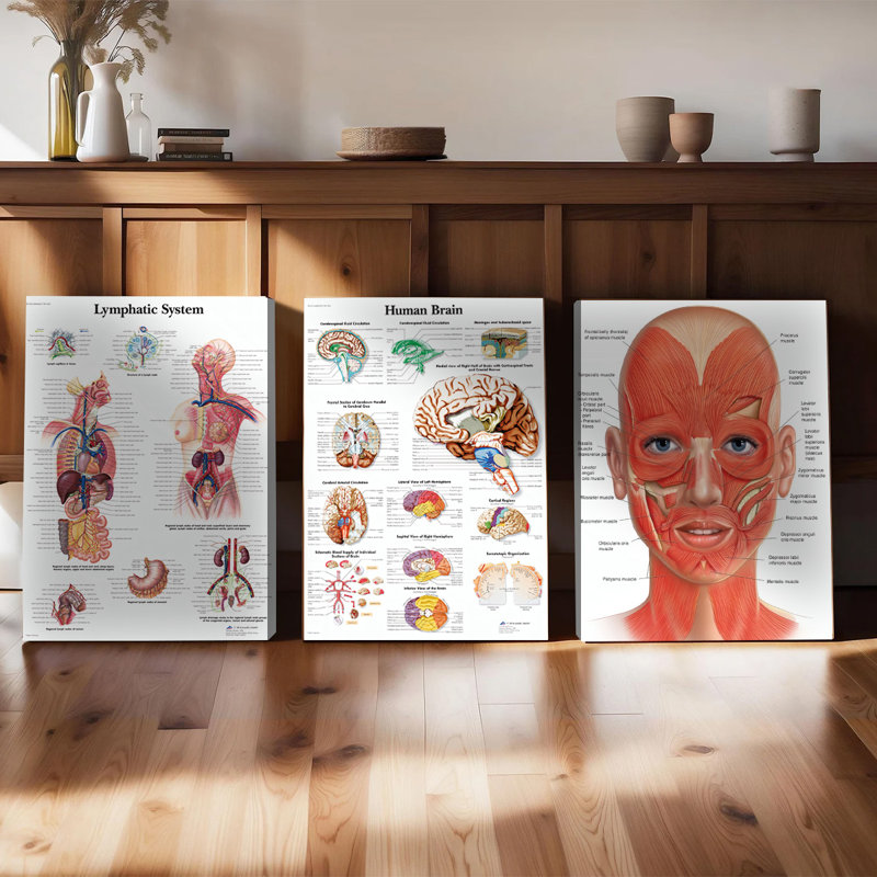3PCS Wall Arts Posters Framed, Human Anatomy Educational Canvas Prints Set of 3 - Lymphatic System Brain and Facial Muscles Medical Posters for Office Clinic Decor with Detailed Anatomical Illustrations and Labels