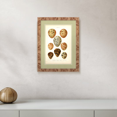 Martha Stewart Skylands Paper Wall Art, Avian Egg Study III, 15.25" x 19.25", Living Room and Bedroom Decor, Framed