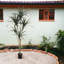 Plante de 60 po de hauteur Dracaena Marginata