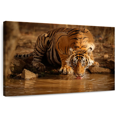 Brampt Drinking Wild Tiger