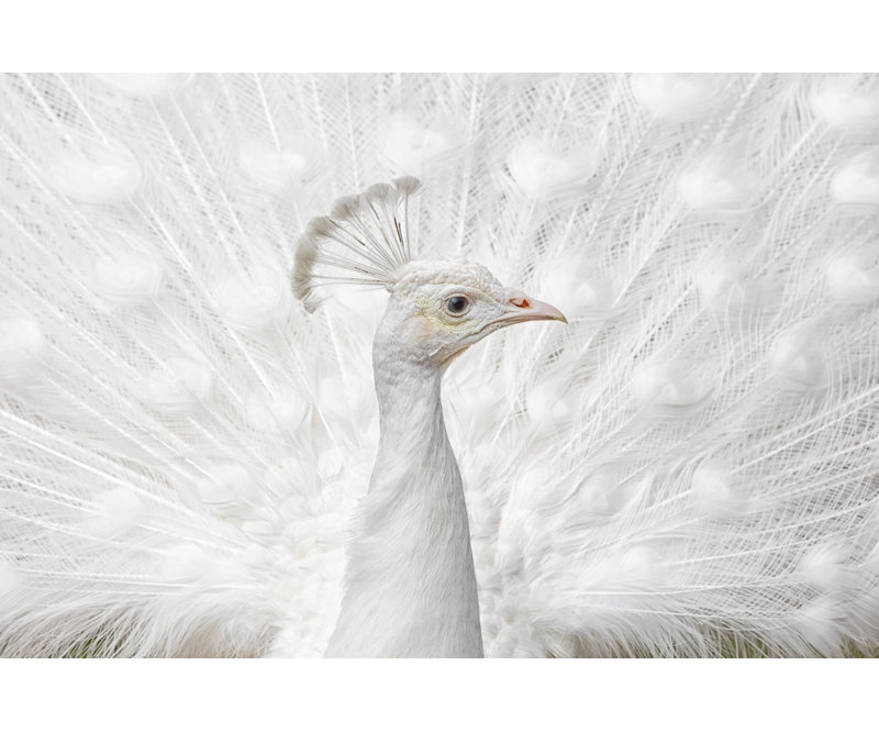 Wrapped Canvas Print, 50.8cm H x 76.2cm W