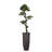 Panama Floor Yacca Tree in Planter