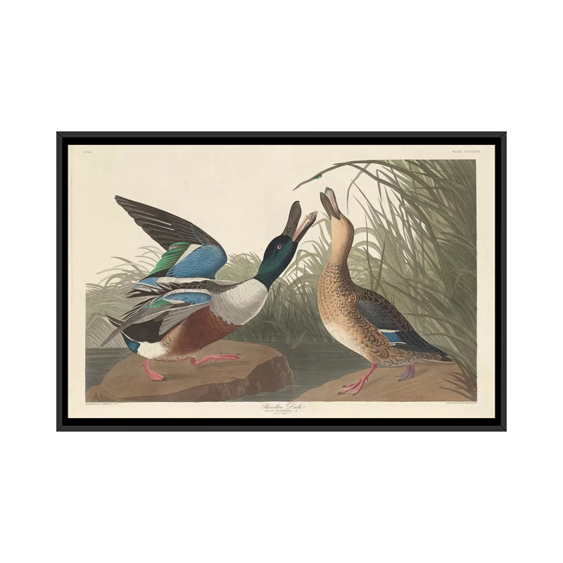 « shoveller duck », impression sur toile, H 18 po x l 26 po x P 1,5 po, Toile avec cadre noir, Pas de tapis
