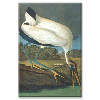 John Audubon - Wrapped Canvas Graphic Art