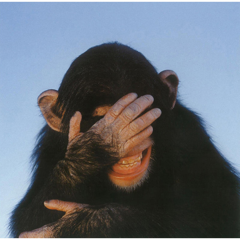 Chimpanzé embarrassé, H 20 po x l 20 po