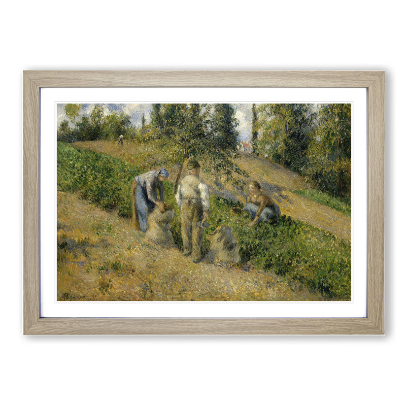 The Harvest by Camille Pissarro - Picture Frame Painting, Oak, 36cm H x 48cm W x 2cm D