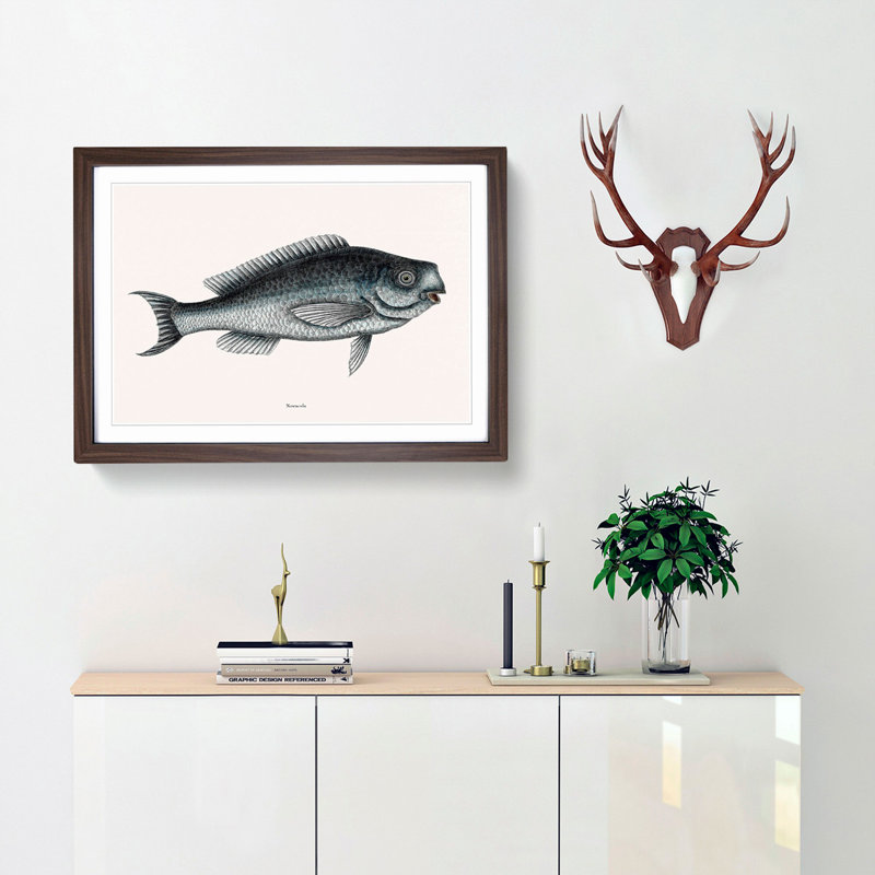Blue Fish by Mark Catesby - Framed Print, 36cm H x 48cm W x 2cm D, Walnut Framed