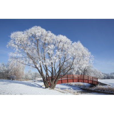 Braco, belle neige, arbre couvert - photographie sur toile tendue