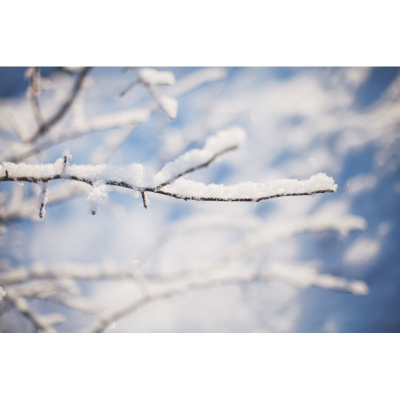Winter Tree - Wrapped Canvas Print, 30cm H x 46cm W x 3.8cm D
