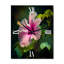 Hibiscus Blooming Pink Hibiscus III-1874510796