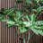 162cm Faux Foliage Tree in Pot