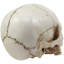 Figurine Daniellerose Homo Sapiens