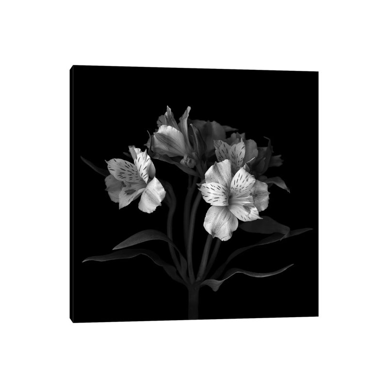 Alstoemeria VII, B&W by Magda Indigo - Wrapped Canvas Print, 66.04 cm H x 66.04 cm W x 1.91 cm D