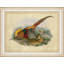 Pheasant Collection 2 Print