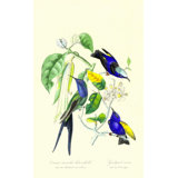 Hummingbird On Orange Tree Print by Porter Design