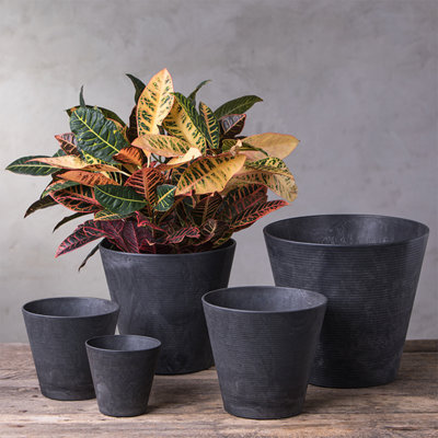 Carreras Planter