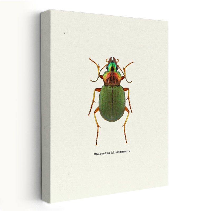 Coléoptère vert - art animaux et insectes, H 24 po x l 16 po