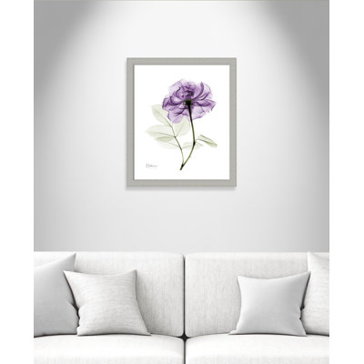 Derald 'Purple Rose II' Framed Print