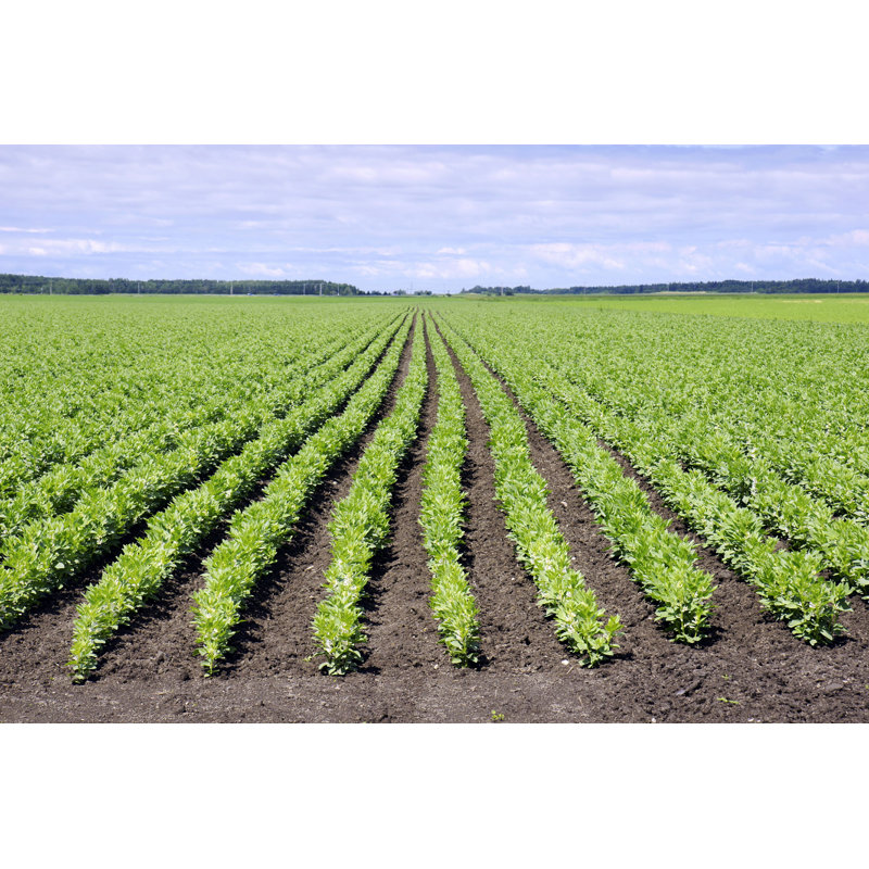 Field of Broad Bean - Photographie sur toile tendue, H 32 po x l 48 po
