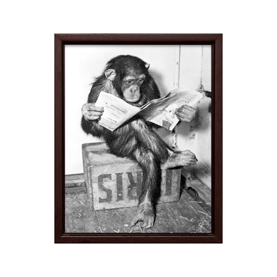 Chimpanzee Reading Newspaper
