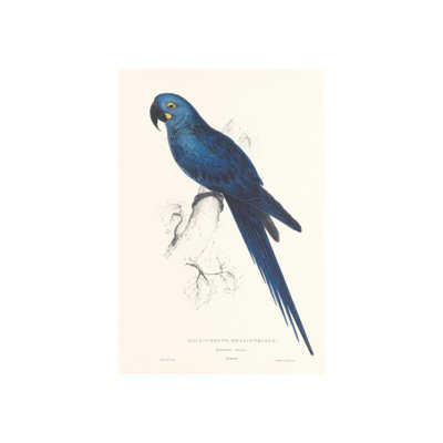 Hyacinthine Parakeet Print by Edward Lear