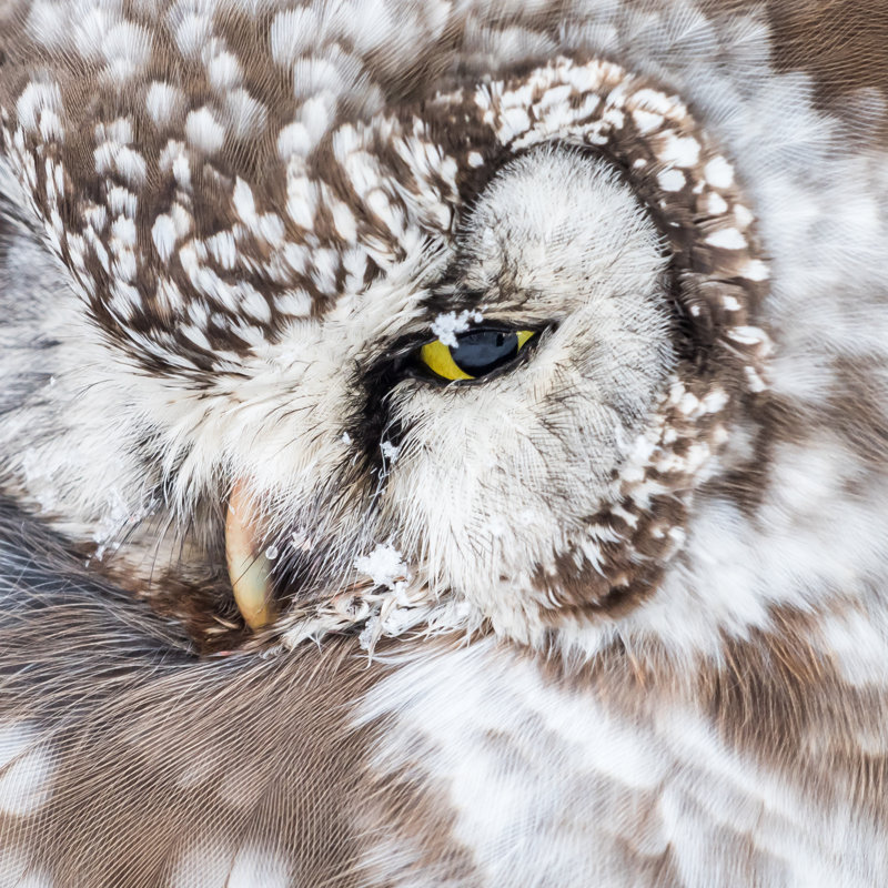 Boreal Owl by Hannurama - Wrapped Canvas Print, 30cm H x 30cm W