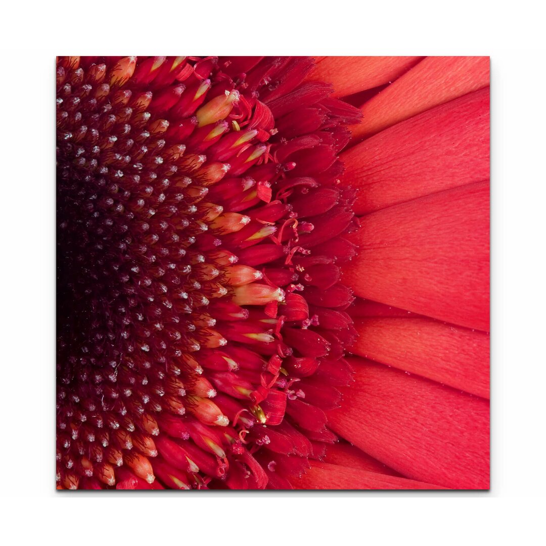 Leinwandbild Wunderschöne rote Gerbera – Nahaufnahme