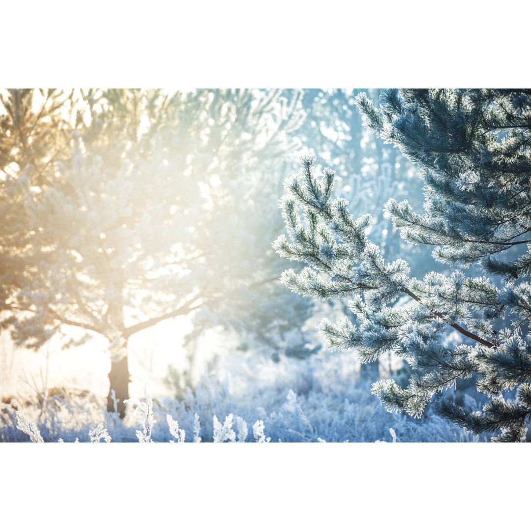 Winterlandschaft - Gefrorener Weihnachtsbaum und verschwommener Schnee von Konradlew - Ohne Rahmen auf Leinwand drucken