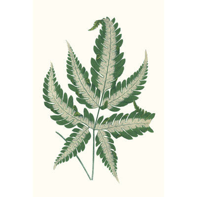 Collected Leaves VI by Vision Studio - Wrapped Canvas Print