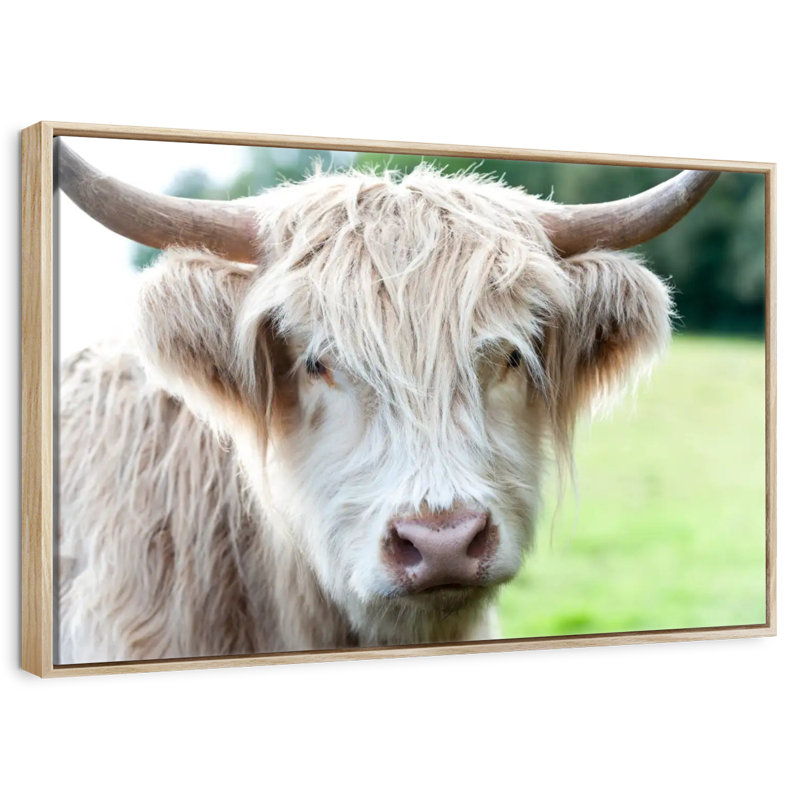 Glasgow Highland Cow, Cadre flottant noyer, 40 po x 27 po