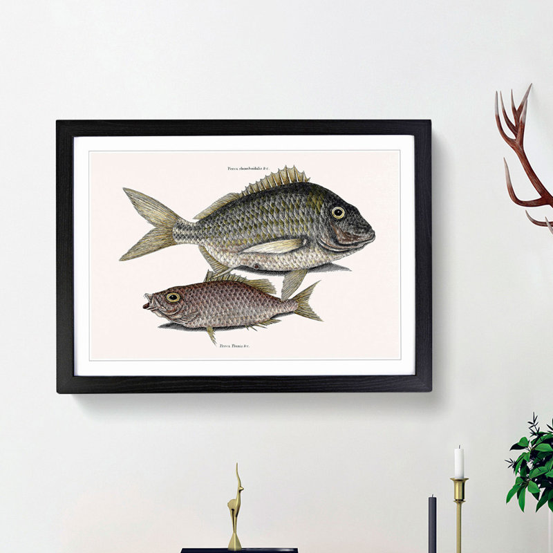 Pork Fish and Schoolmaster Fish by Mark Catesby - Picture Frame Painting Print, 48cm H x 65cm W x 2cm D, Black Framed