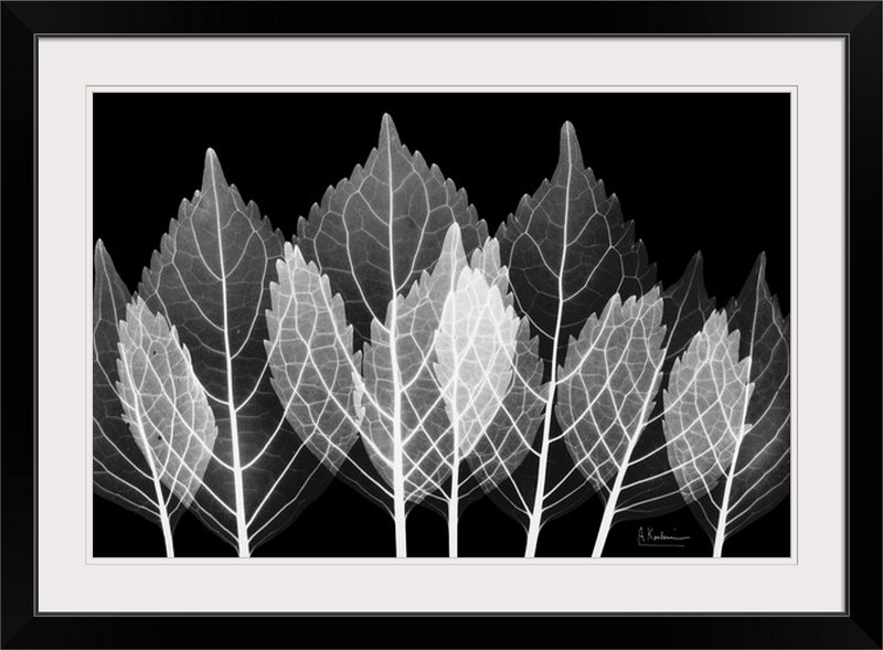 "Manigault" Leaves X-Ray par Kiranjit, reproduction de photo, H 20 po x l 26 po x P 1 po, Cadre noir