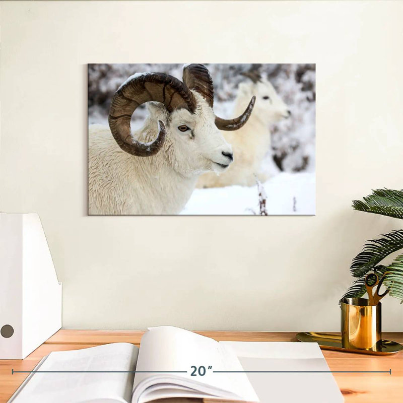 Mouton d'hiver